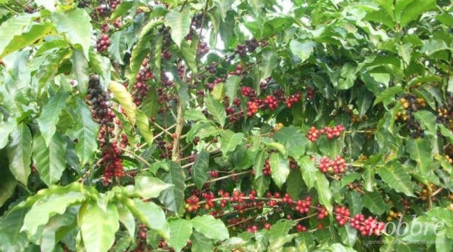 Fazenda produtora de café para vender em Minas Gerais